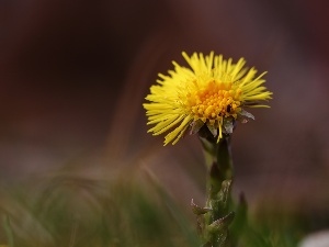 Yellow, Colourfull Flowers, Common Coltsfoot