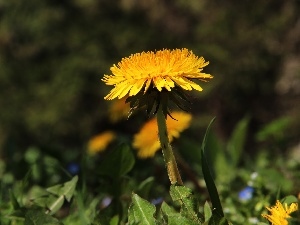 Yellow, Colourfull Flowers, Common Dandelion