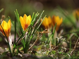 Yellow, crocus