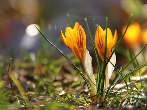 Yellow, crocuses