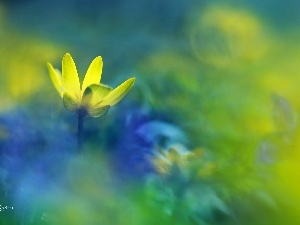 Yellow, Colourfull Flowers, fig buttercup