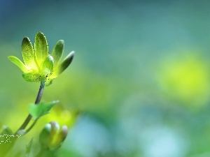 Yellow, Colourfull Flowers, fig buttercup