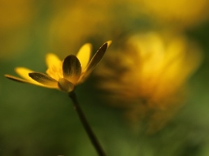 Yellow, Colourfull Flowers, fig buttercup