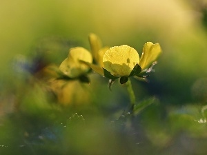 Yellow, Colourfull Flowers, buttercup