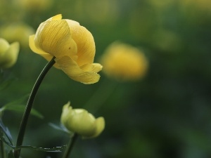 Yellow, Colourfull Flowers, buttercup