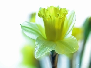 Yellow, Colourfull Flowers, jonquil