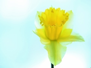 Yellow, Colourfull Flowers, jonquil