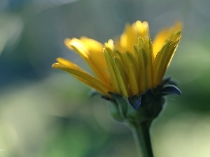Yellow, Colourfull Flowers, Marigold