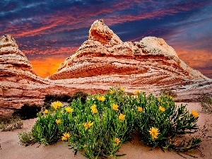 Flowers, Yellow, Great Sunsets, canyon