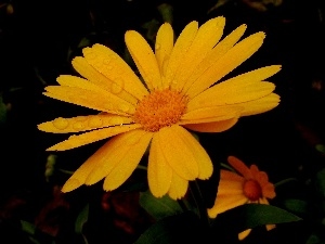 Yellow, Garden, Coreopsis