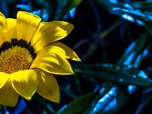 Gazania, Yellow Honda