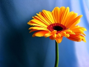 Gerbera, Yellow Honda