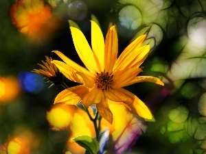 Yellow, Flowers, Jerusalem artichoke