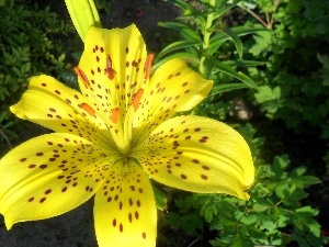 Tiger lily, Yellow Honda