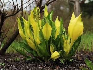 Yellow, Colourfull Flowers, Lysichiton americanus