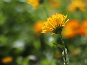 Yellow, Colourfull Flowers, Marigold Medical