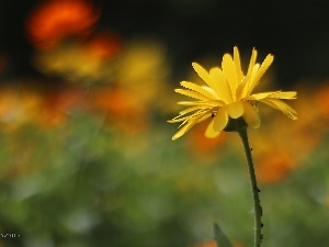 Yellow, Colourfull Flowers, Marigold Medical