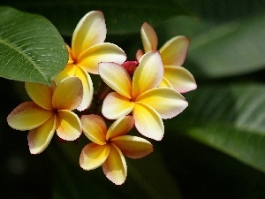 Yellow Honda, Plumeria, Flowers