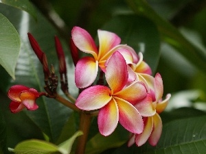 Yellow Honda, Plumeria, pink