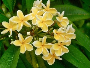 Plumeria, Yellow Honda