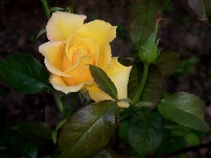 rose, Yellow Honda