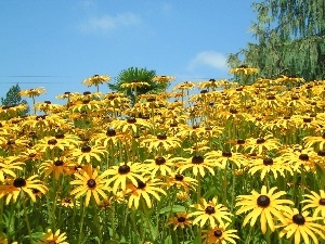 Rudbeckia, Yellow Honda