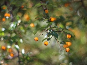 Yellow, Fruits, Scarlet firethorn