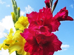 Sky, Yellow, Red, gladiolus, clouds, Colourfull Flowers