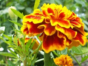 Yellow Honda, Tagetes, orange