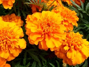 Tagetes, Yellow Honda