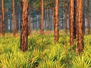 shrubs, yellow, viewes, forest, green ones, high, trees