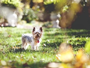 grass, York Terrier