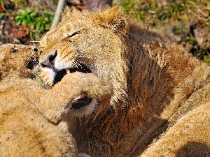 young, mother, Two cars, lions