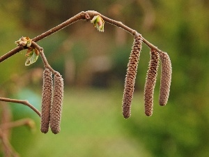 young, hazel, puss, Spring, leaves, twig