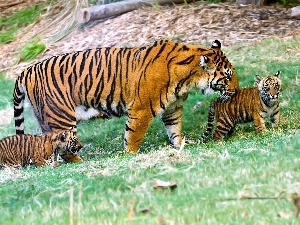 mother, young, tigress