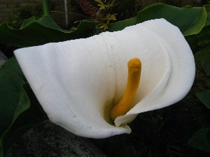 Zantedeschia