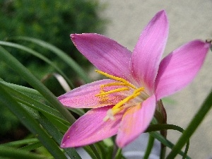 Zephyranthes rosea, Colourfull Flowers