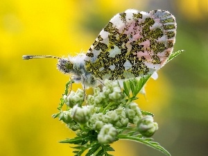 Zorka, butterfly