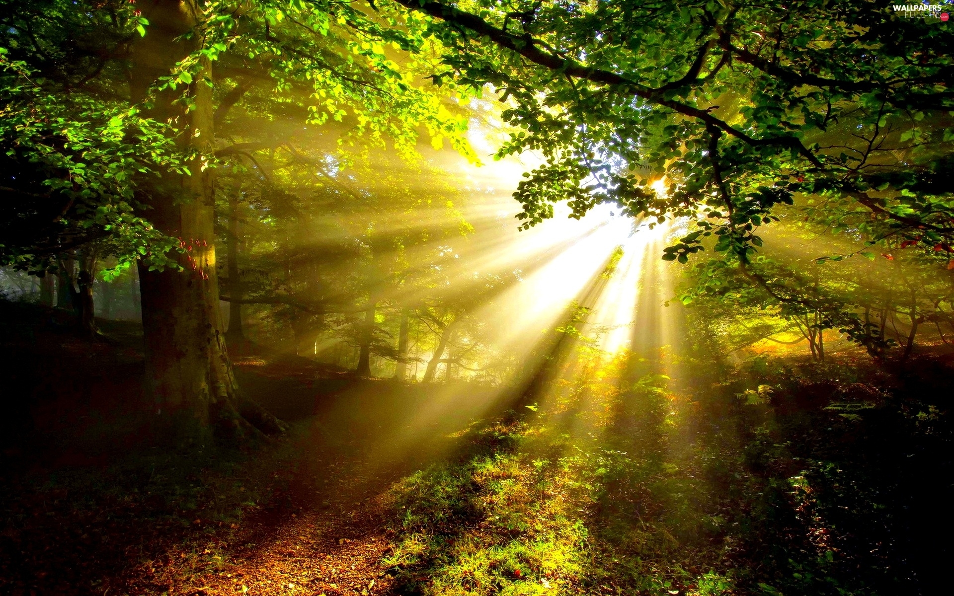 Rays Sun Forest Full Hd Wallpapers 1920x1200