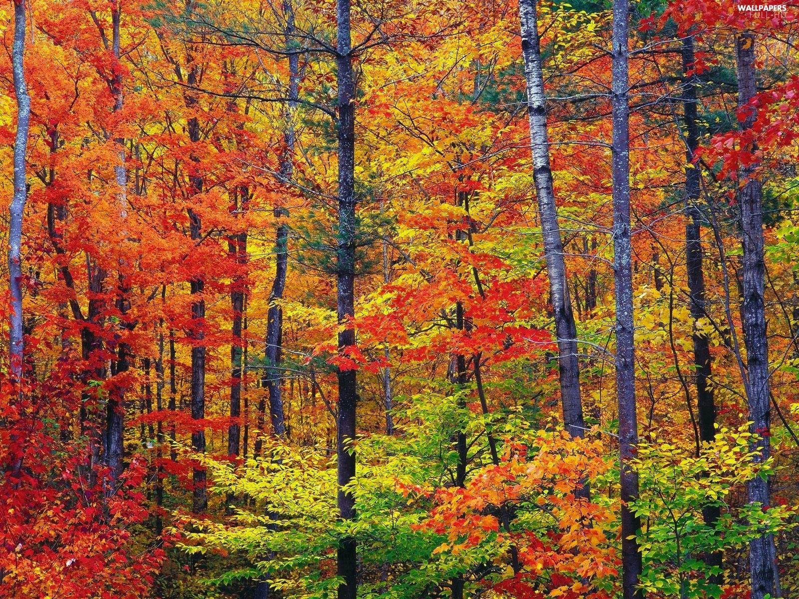 trees, forest, warm, viewes, colors - Full HD Wallpapers: 1600x1200