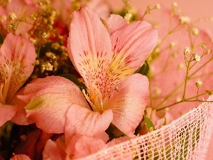 Pink, Alstroemeria, Flowers