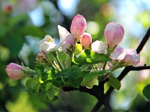 apple-tree, donuts, Blossoming