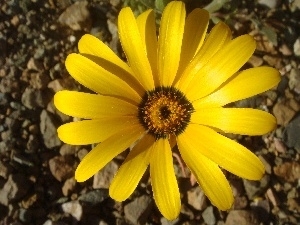 Arktotis, Yellow