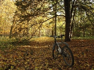 autumn, viewes, Park, Bike, trees