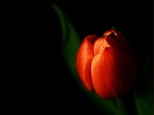 Black, background, tulip