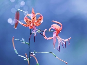 background, Tiger lily, Blue