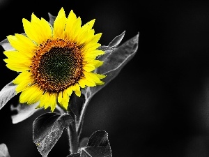 background, engaging, Sunflower, Black