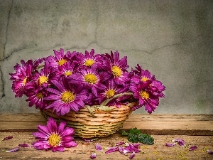 basket, Astra, purple, Flowers