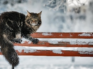 Bench, winter, erect, cat