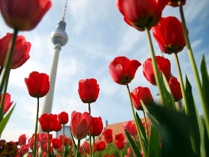 Berlin, Television, Tulips, tower